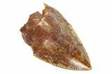 Serrated, Fossil Phytosaur (Redondasaurus) Tooth - New Mexico #294966-1